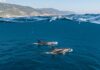 Mediterraneo: torna il censimento di balene e delfini Censimento cetacei