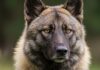 Cani: il cervello si è ridotto 10mila anni dopo Evoluzione cerebrale