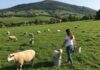 Adotta una mucca: il sostegno alle stalle italiane Fattoria digitale
