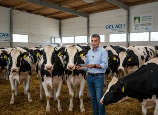 Vitello in Italia: un modello di economia circolare Allevamento circolare