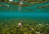 Sicilia: progetto per ripristinare la posidonia Ecosistema marino