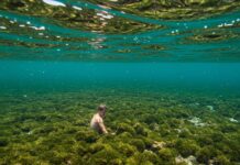 Sicilia: progetto per ripristinare la posidonia Ecosistema marino