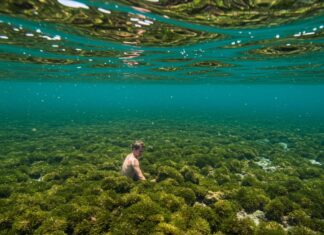 Sicilia: progetto per ripristinare la posidonia Ecosistema marino