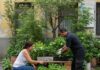 Milano: persone fragili curano i parchi pubblici Inclusione verde