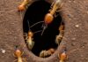 Termiti: la loro evoluzione in ingegneri del suolo Ingegneri ecosistemi