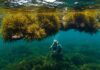 Isole Egadi: nuovo progetto per tutelare la posidonia Praterie marine