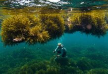 Isole Egadi: nuovo progetto per tutelare la posidonia Praterie marine