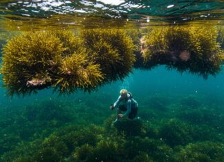 Isole Egadi: nuovo progetto per tutelare la posidonia Praterie marine