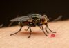 Tafani: come allontanarli con rimedi naturali Rimedi naturali
