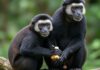 Amazzonia: le scimmie che negoziano invece di lottare Scimmie pacifiste