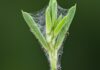 Piante di fagiolo: così chiamano le vespe in aiuto Difesa naturale