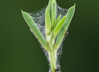 Piante di fagiolo: così chiamano le vespe in aiuto Difesa naturale
