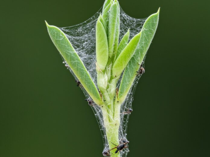 Difesa naturale