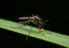 Zanzare: i repellenti chimici possono attrarle Repellenti controproducenti