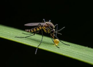 Zanzare: i repellenti chimici possono attrarle Repellenti controproducenti
