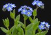 Come coltivare i fiori ‘Non ti scordar di me’ Coltivazione Myosotis