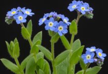 Come coltivare i fiori ‘Non ti scordar di me’ Coltivazione Myosotis