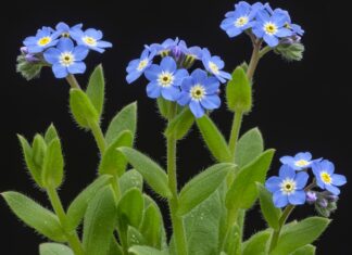 Come coltivare i fiori ‘Non ti scordar di me’ Coltivazione Myosotis