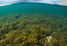 Sardegna: nuovo progetto per proteggere la Posidonia Ecosistema marino
