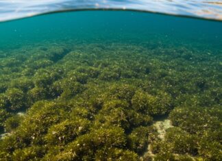 Sardegna: nuovo progetto per proteggere la Posidonia Ecosistema marino