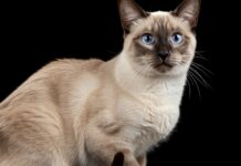 Gatto siamese: guida a carattere, aspetto e cure Gatto siamese