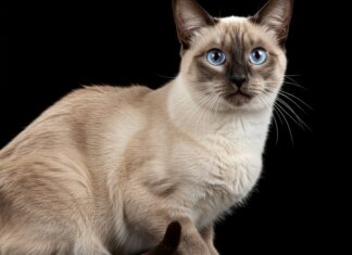 Gatto siamese: guida a carattere, aspetto e cure Gatto siamese