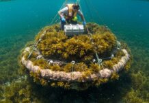 Golfo di Oristano, al via la riforestazione marina Riforestazione marina
