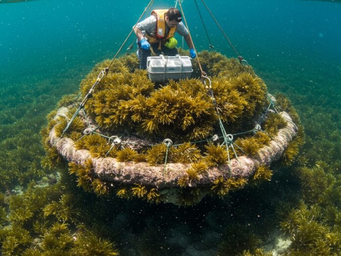Riforestazione marina