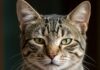Gatti: per fare amicizia basta strizzare gli occhi Comunicazione felina