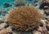 Egadi: un progetto per restaurare i coralli marini Coralli mediterranei