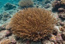 Egadi: un progetto per restaurare i coralli marini Coralli mediterranei