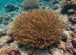 Egadi: un progetto per restaurare i coralli marini Coralli mediterranei
