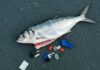 Adriatico: microplastiche in tutti i pesci esaminati Plastica invisibile