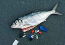 Adriatico: microplastiche in tutti i pesci esaminati Plastica invisibile