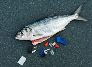 Adriatico: microplastiche in tutti i pesci esaminati Plastica invisibile