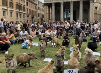 Nuova legge caccia: protesta animalista a Roma Caccia selvaggia