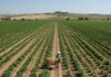 Italia: desertificazione minaccia l’agricoltura Suolo arido