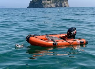 Ischia: soccorsa tartaruga marina in difficoltà Tartaruga salvata