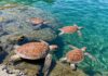 Ischia: cinque tartarughe marine tornano libere Tartarughe salvate