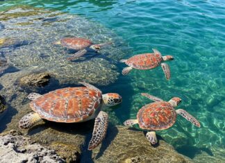Ischia: cinque tartarughe marine tornano libere Tartarughe salvate