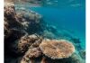 Ischia: pescatori tutelano coralli e fondali Tutela marina