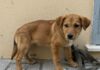 Manfredonia: Enpa salva otto cani abbandonati Abbandono animali