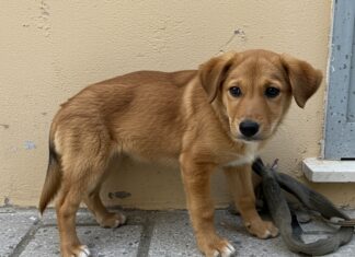 Manfredonia: Enpa salva otto cani abbandonati Abbandono animali