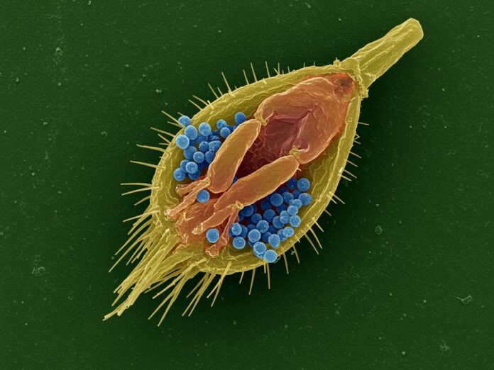 2_bussola_biologica Bussola biologica