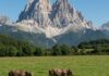 Italia: ambientalisti contro la nuova legge venatoria Caccia selvaggia