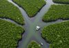 Mangrovie: l’Asia guida la ripresa delle foreste Foreste mangrovie