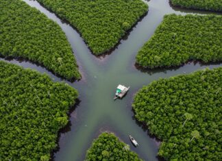 Mangrovie: l’Asia guida la ripresa delle foreste Foreste mangrovie
