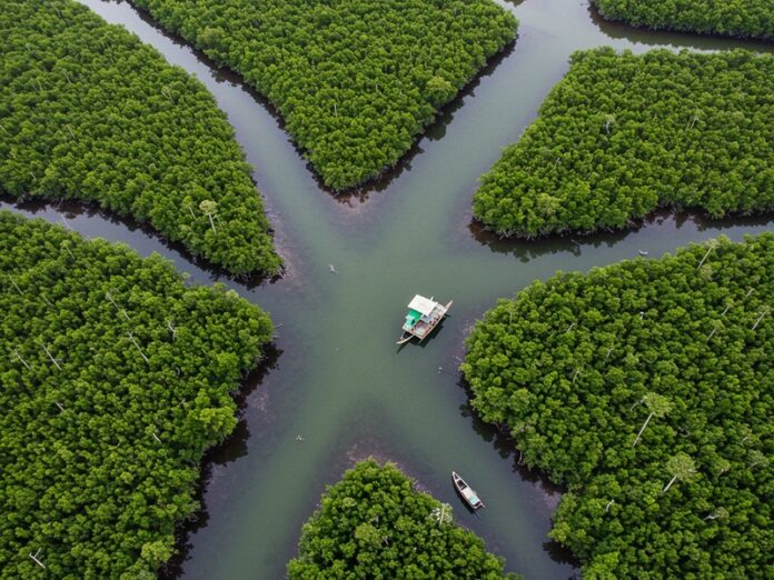 Foreste mangrovie