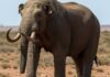 L’orso dell’Atlante era completamente vegetariano Orso vegetariano