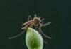 Italia, allarme Dengue: colpa del clima e zanzare Rischio Dengue